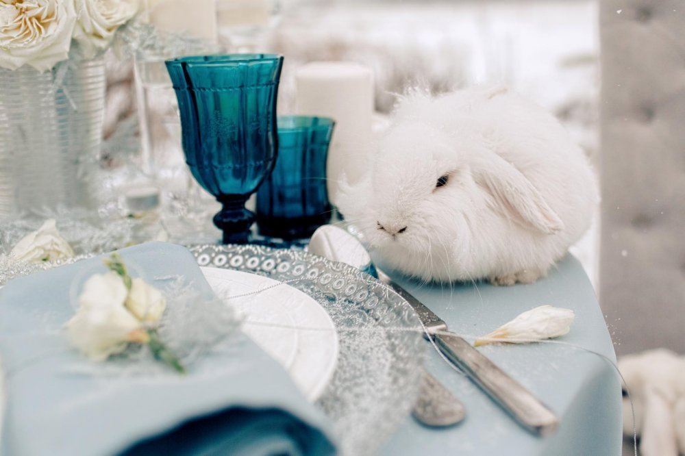 Кролик на свадьбе